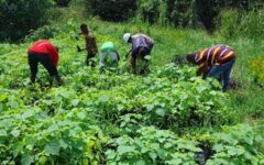 Northern - Tree planting