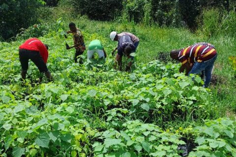 Northern - Tree planting