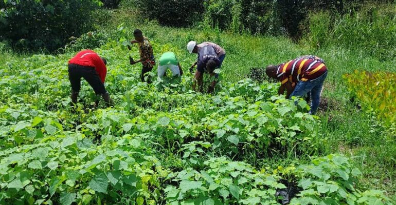 Northern - Tree planting